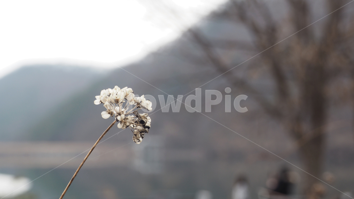 야생화,식물,야외,wildflower,plant,outdoor