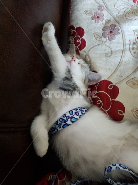 고양이,핑크코,cat,핑크발바닥,냥,냥이,하얀고양이,귀여운,애기고양이,kitten,동물,animal,포유류,mammal,고양이,cat,kitten,kitty