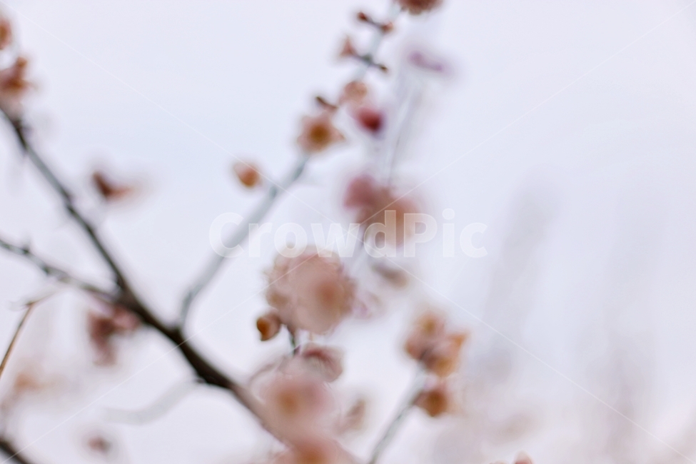 하동,hadong,매화,매화축제,매화꽃,꽃,flower,봄,계절,spring,season,식물,자연,plants,nature,꽃,flower,감성,sensible,feeling,plant