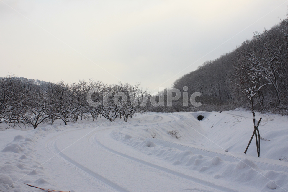 겨울,눈,길,과수원,포도,사과,나무,폭설,산골,겨울,계절,winter,season,자연,풍경,nature,landscape,outdoors,옥외