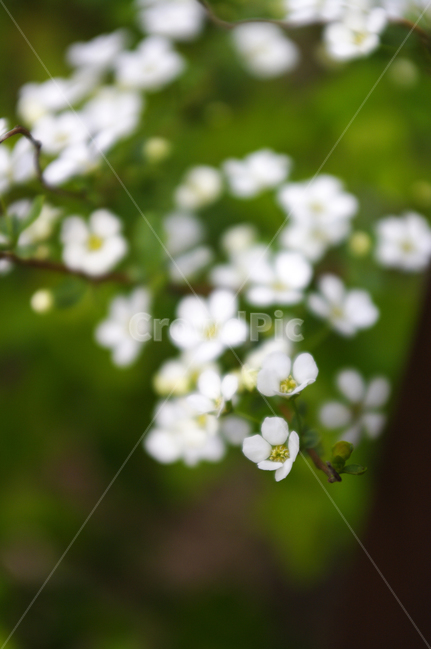 flower,plant,조팝꽃,꽃,식물,식물,자연,plants,nature,꽃,flower