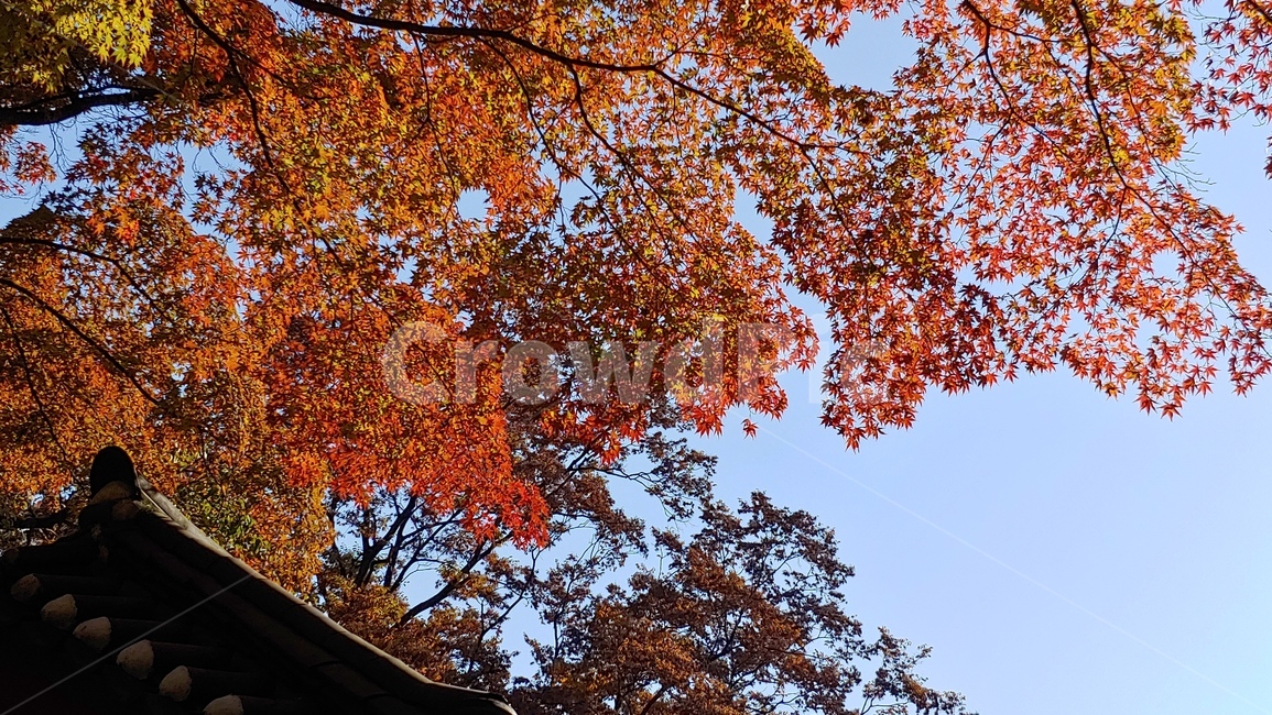 가을,단풍,나무,tree,잎,leaf,가을,계절,fall,autumn,season,plant,식물,maple