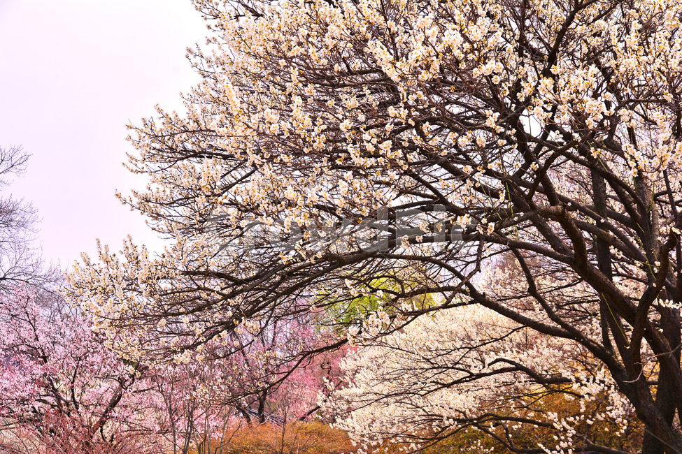 봄,매화꽃,봄꽃,시즌,계절,spring,flowers,season,배경,바탕,백그라운드,나무꽃,3월,4월,정원,봄배경,분홍색꽃,봄,계절,spring,season,자연,풍경,nature,landscape,plant,식물