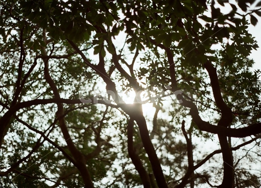 light,빛,햇빛,나무,tree,nature,자연,슾,forest,옥외,경치