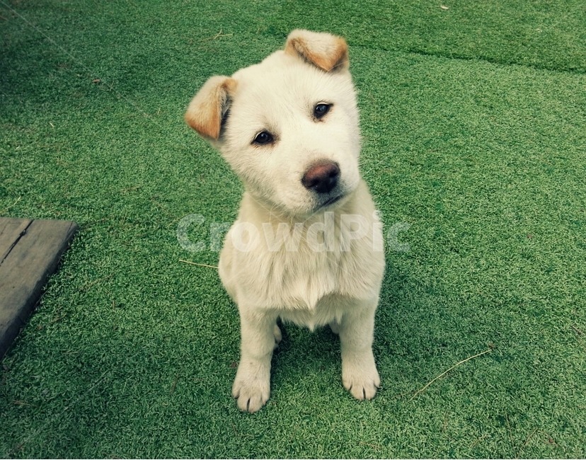강아지,귀여움,애완경,표정,깜찍,사랑스러움,동물,animal,포유류,mammal,개,강아지,dog,doggy