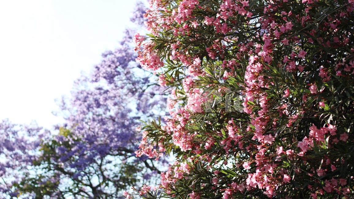 plant,식물,벚꽃,blossom,flower,꽃,봄,spring,식물,자연,plants,nature,꽃,flower