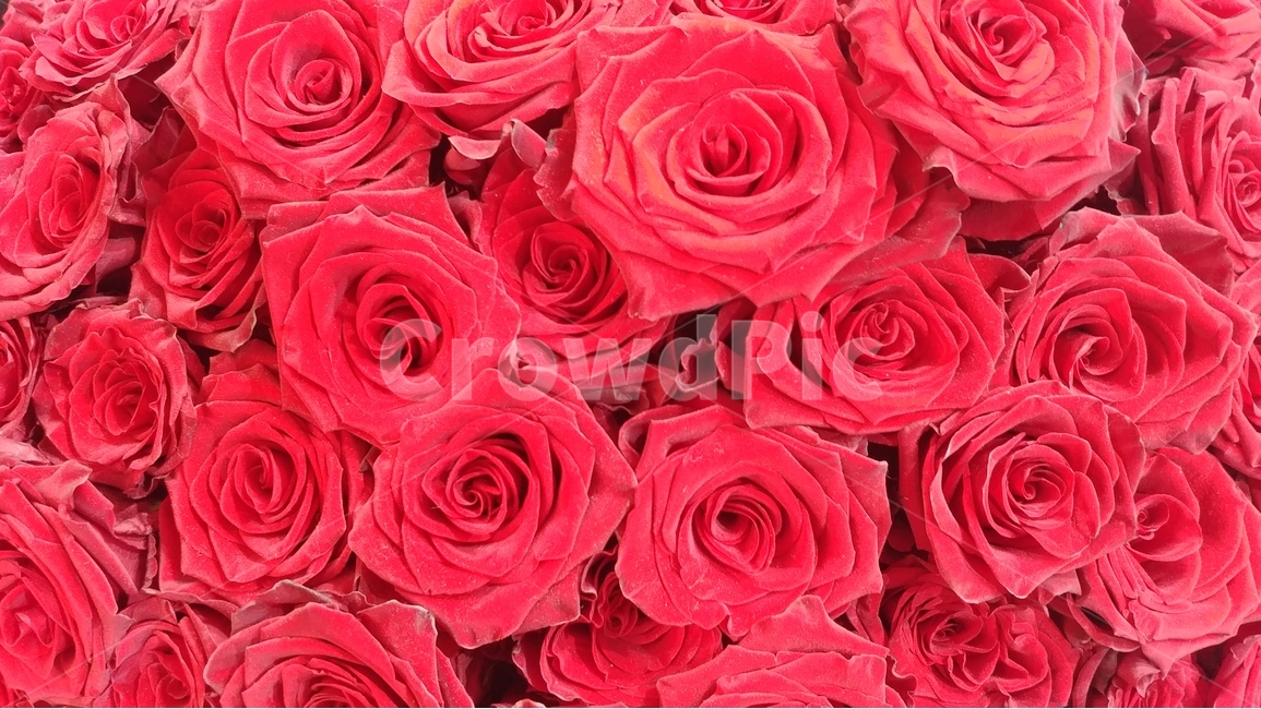 꽃,flower,rose,장미,장미꽃,샘페인핑크,여름,여름꽃,6월의꽃,6월,핑크,pink,flowers,식물,plants,식물,자연,plants,nature,꽃,flower,색깔,색상,색채,색감,color sense,color sensitivity,feeling of color