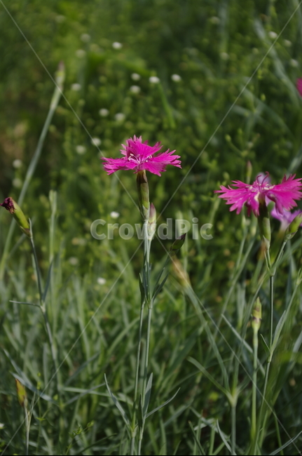 초록,잎,꽃,flower,식물,plant,계절,봄,spring,식물,자연,plants,nature,꽃,flower