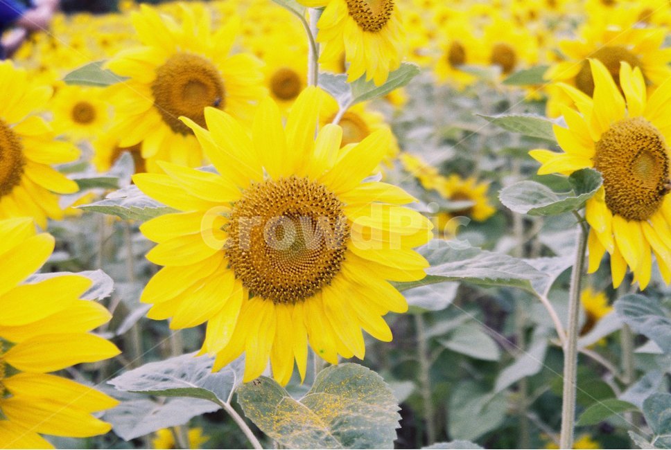plant,식물,flower,꽃,blossom,bloom,해바라기,노랑,yellow,sunflower,식물,자연,plants,nature,꽃,flower