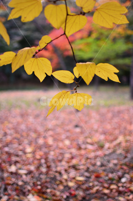 단풍배경,배경,바탕,시즌,계절,10월,11월,season,fall,autumn,background,나무,백그라운드,생강나무,노랑색잎,노랑단풍,낙엽,분위기,가을느낌,가을배경,가을서정,가을감성,야외,옥외,outdoor,가을,계절,fall,autumn,season,plant,식물,leaf,잎,veins,정맥
