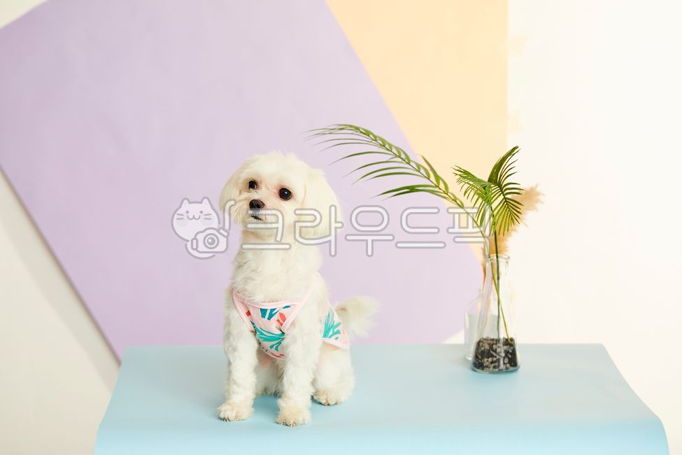 puppy,albino,animal,pet dog,maltese