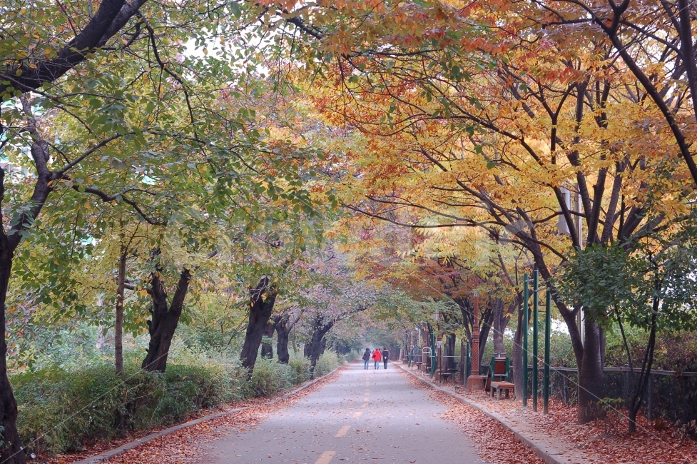 가을,단풍,낙엽,길,가로수,나무,산책,산책로,풍경,도로,사람,가을풍경,단풍길,자연,풍경,nature,landscape,가을,계절,fall,autumn,season,tree,plant,식물