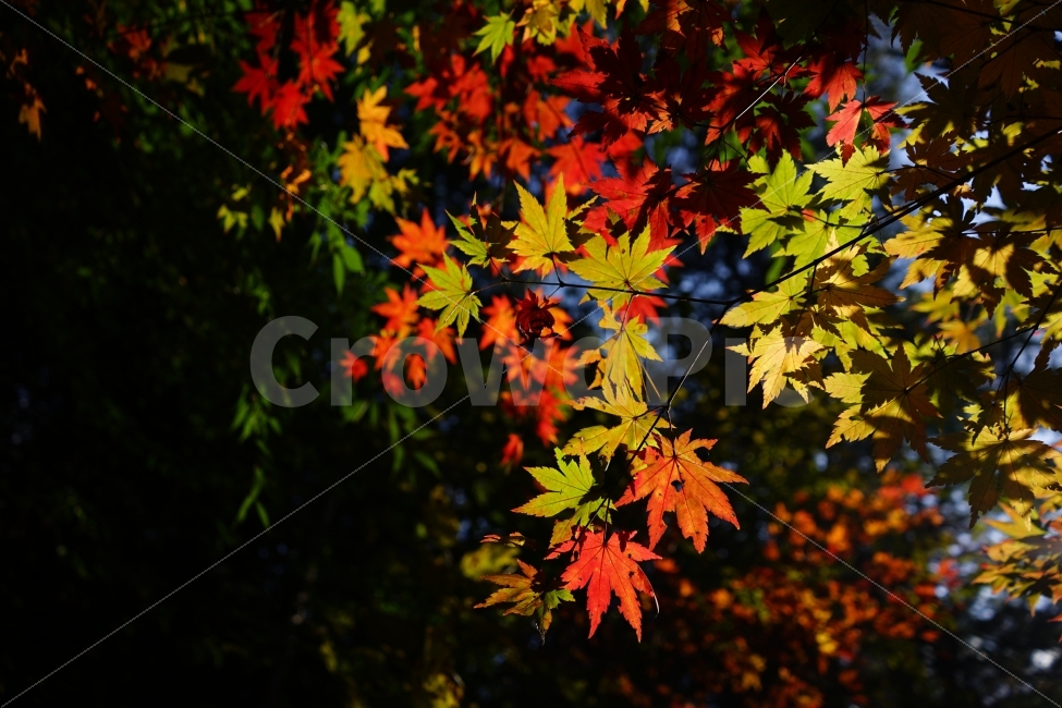 가을,단풍,화려함,햇살,계절,야외,풍경,잎,가을,계절,fall,autumn,season,식물,자연,plants,nature,leaf,plant,tree,나무