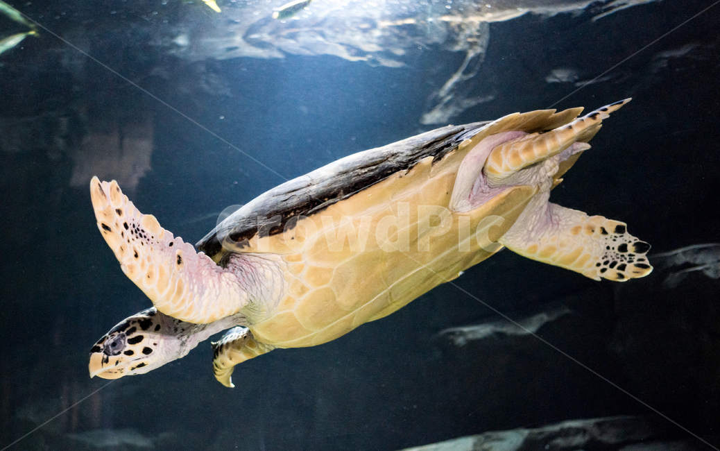 Turtle,turtle,ocean,aquarium