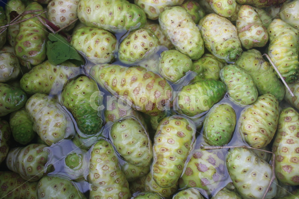 노니,열대과일,noni,자연,초록,신선함,과일,열매,fruit