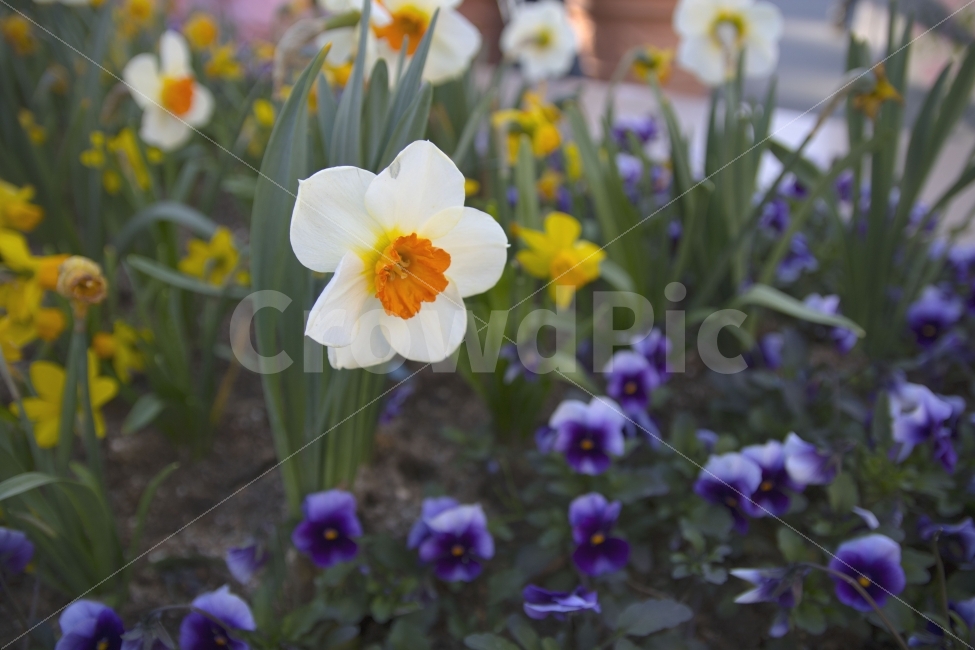 꽃,에버랜드,출사,스냅yupdong,휴가,군인,캐논,dslr,식물,자연,plants,nature,꽃,flower