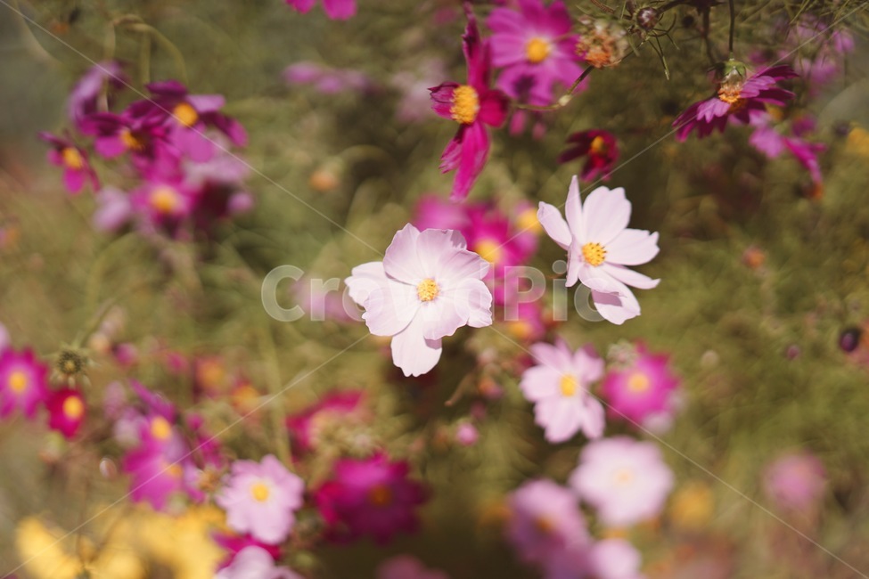 가을,코스모스,꽃,들꽃,fall,autumn,season,plants,nature,flower,가을,계절,fall,autumn,season,식물,자연,plants,nature,꽃,flower,geranium,제라늄,blossom,plant