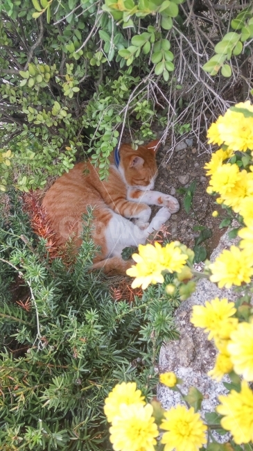 이미지사진,고양이,치즈태비,노랭이,꽃,여행,잠,image,cat,yellow,flower,travel,trip,sleep,동물,animal,포유류,mammal,고양이,cat,kitten,kitty