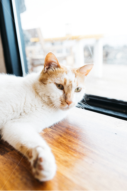 고양이,야옹이,냥,길냥이,꽃냥,동물,야옹,cat,캣,동물,animal,포유류,mammal,고양이,cat,kitten,kitty,감성,sensible,feeling