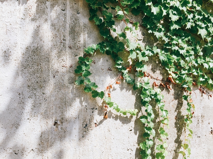 담쟁이,벽,식물,plant,그림자