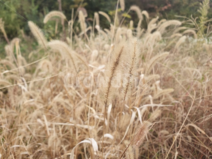 grass,plant,식물,잔디,강아지풀,식물,자연,plants,nature