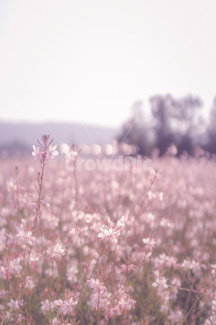 가우라,꽃,핑크색,섹시한여인,flowers,식물,자연,plants,nature,꽃,flower,감성,sensible,feeling