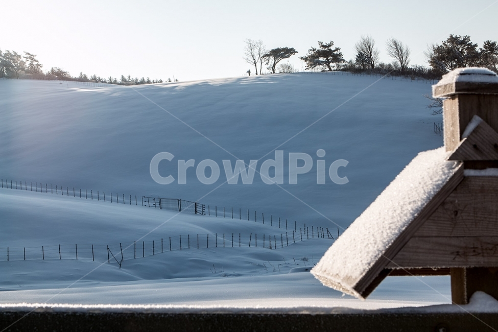 대관령,양떼목장,삼양목장,눈,겨울,설경,snow,korea,winter,겨울,계절,winter,season,자연,풍경,nature,landscape,outdoors,옥외