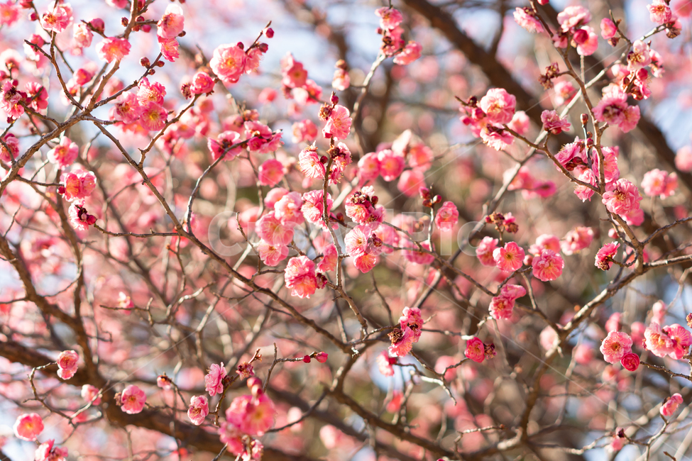 봄,꽃,봄꽃,매화,나무,봄,계절,spring,season,식물,자연,plants,nature,꽃,flower,plant,blossom