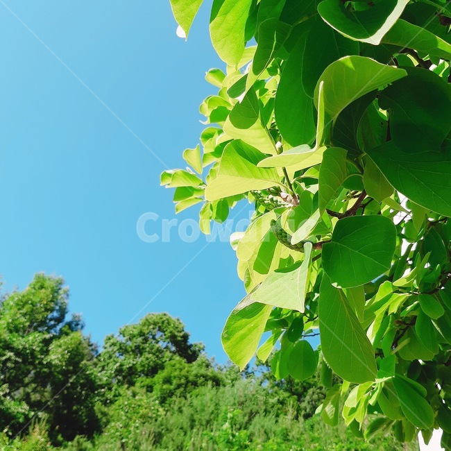 여름,햇살,하늘,나뭇잎,색감,싱그러움,푸른,풀잎,맑음,summer,leaf,sky,greenary,sunshine,fresh,엽서사진,카드,정사각형사진,자연,풍경,nature,landscape,식물,plants,plant