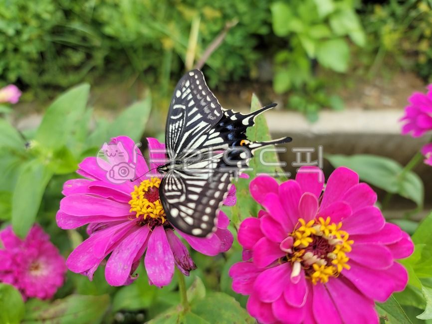 가을꽃,호랑나비,백일홍,감성사진,곤충,분홍꽃,flower,식물,plant,가을풍경,blossom,들꽃