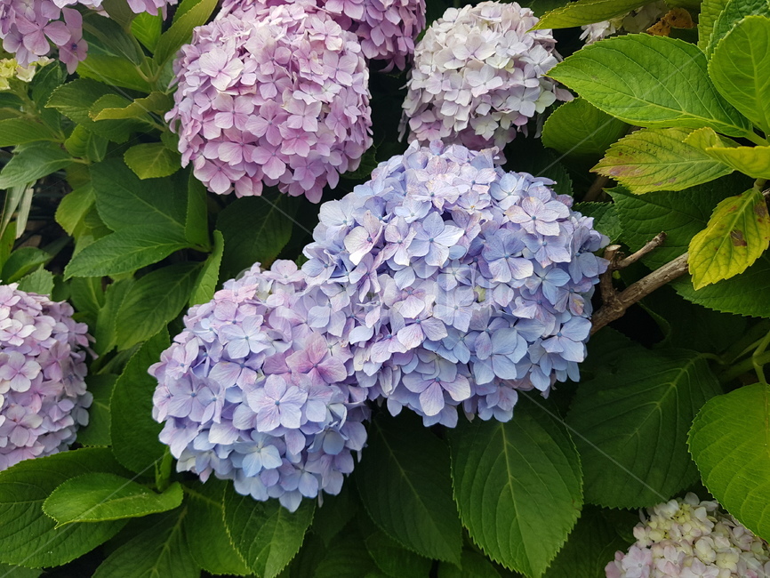 꽃,flower,blossom,수국,babysky,연보라,식물,plant,자연,nature