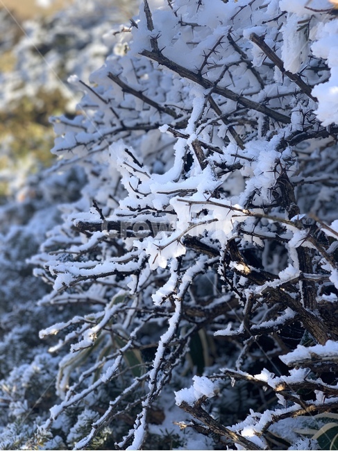 눈,나뭇가지,겨울,설화,눈꽃,설경,겨울,계절,winter,season