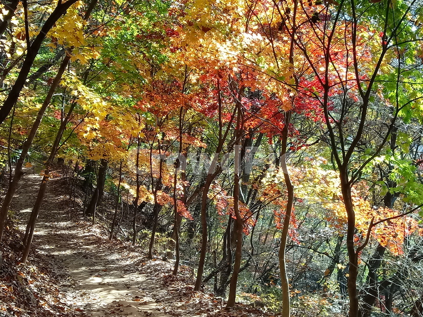 낙엽,단풍,落葉,leaves,나뭇잎,단풍나무,식물,maple,낙엽활엽관목,잎,계절,가을,자연,풍경,outdoors,옥외,fallautumnseason,naturelandscape,풍경사진,길,산책로,등산로,자연,풍경,nature,landscape