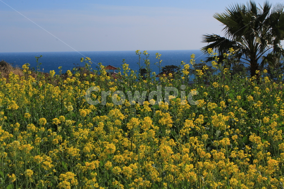 꽃,유채꽃,바다,제주도,바닷가,여름,자연,풍경,nature,landscape,식물,plants,꽃,flower,field,들,grassland,목초지,outdoors,옥외