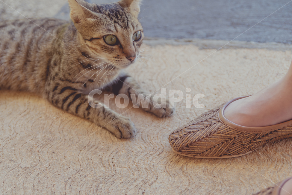 고양이,동물,반려묘,애완동물,cat