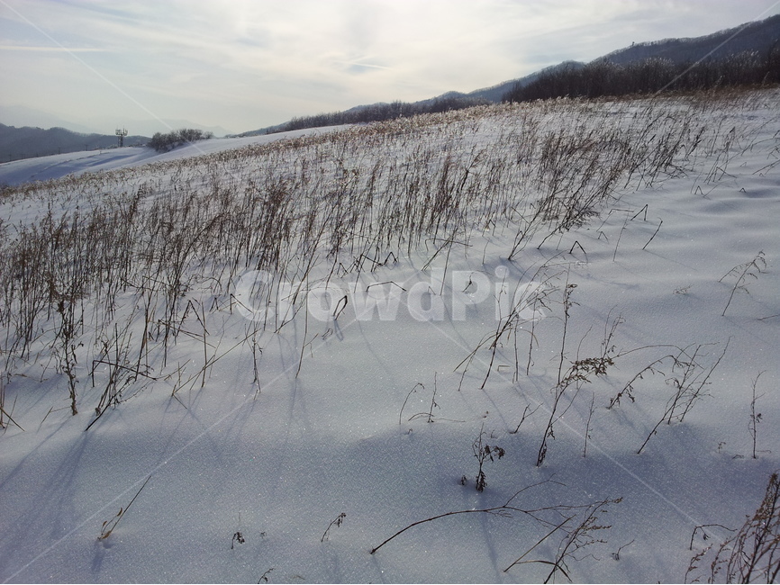 오대산,설경,눈,겨울,상고대,국립공원,자연,겨울,계절,winter,season,자연,풍경,nature,landscape,outdoors,옥외,land,땅