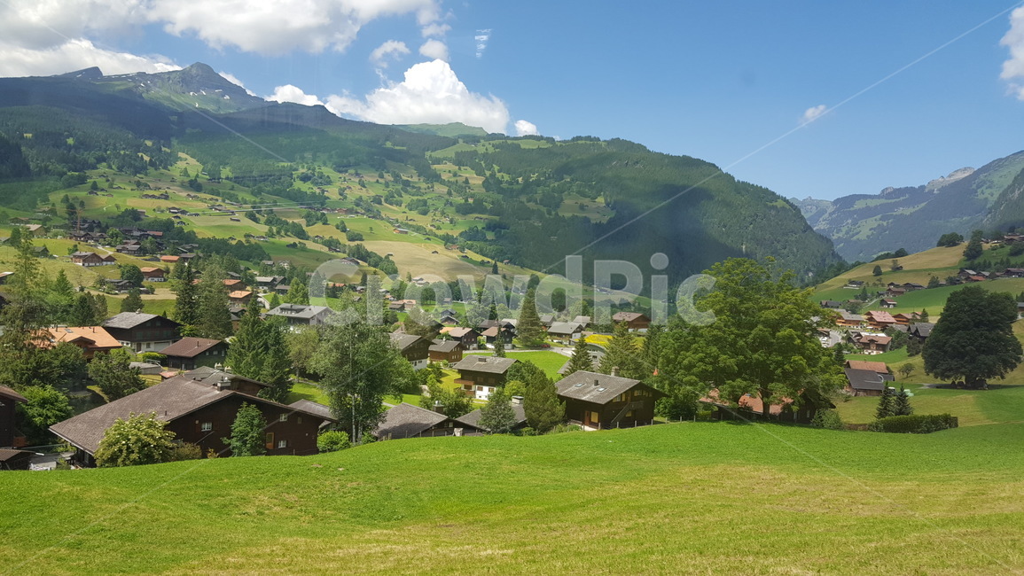 스위스,융프라우,알프스,switzerland,alps,초록,초록색,green,tree,산,나무,mountain
