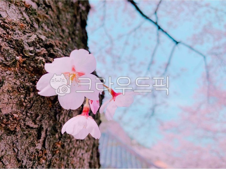 Cherry Blossom,petal,cherryblossom,flower