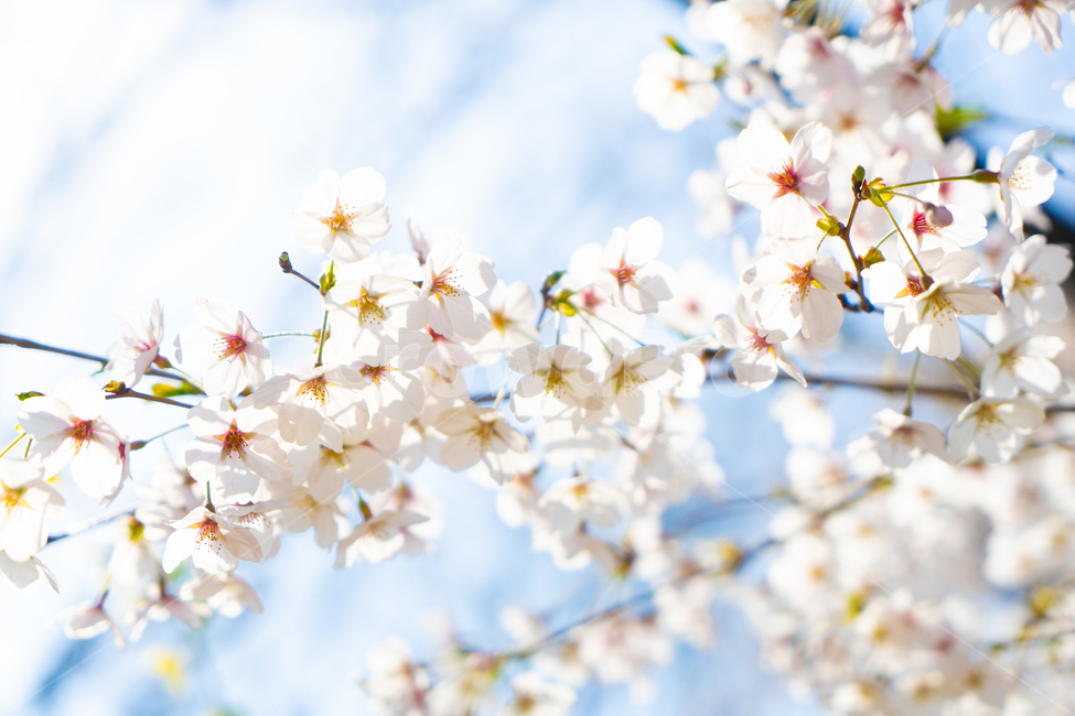 벚꽃,꽃,봄,핑크,분홍,나무,plant,식물,cherryblossom,blossom,flower,따뜻,따뜻한,벚꽃축제