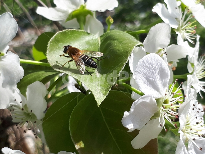 꿀벌,자연,봄,벌꿀,벌,꽃,나무,햇살,식물,자연,plants,nature,꽃,flower,동물,animal,곤충,벌레,insect,bug