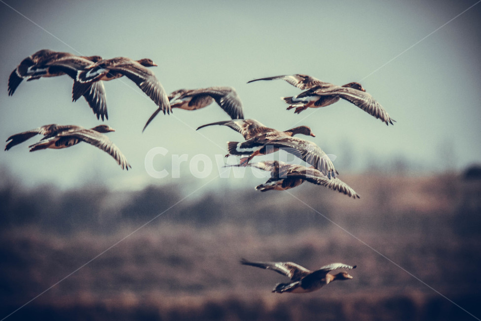 오리,철새,겨울새,청둥오리,조류,생태,동물,animal,조류,새,birds