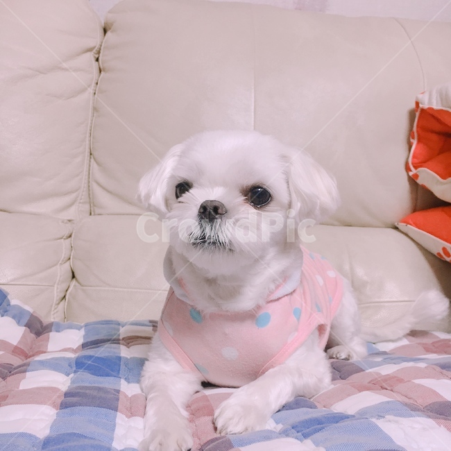 하얀강아지,강아지,강아지옷,옷입은강아지,앉아있는강아지,동물,animal,포유류,mammal,개,강아지,dog,doggy