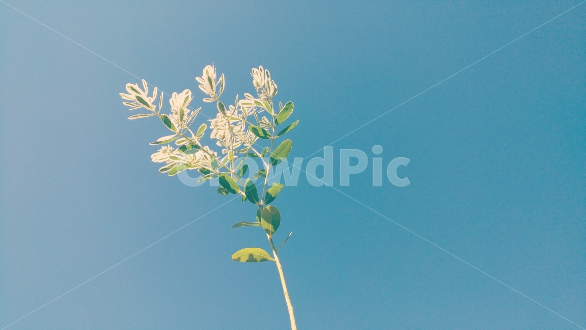 자연,풍경,꽃,풀,빛모아농원,식물,자연,plants,nature,꽃,flower