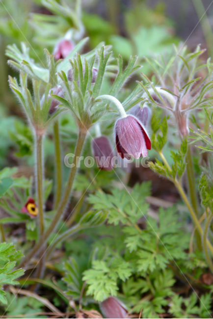 할미꽃,봄꽃,꽃,배추흰나비,나비,봄소식,자연,4월,식물,자연,plants,nature,꽃,flower
