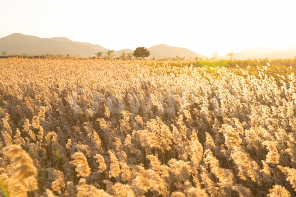 갈대,가을,일몰,여행,순천만,황금물결,자연,풍경,따뜻한,아름다운,reed,autumn,sunset,travel,goldenwave,nature,landscape,emotion,감성,자연,풍경,nature,landscape,가을,계절,fall,autumn,season,휴식,힐링,rest,relaxation,healing,감성,sensible,feeling,plant,식물,food,음식