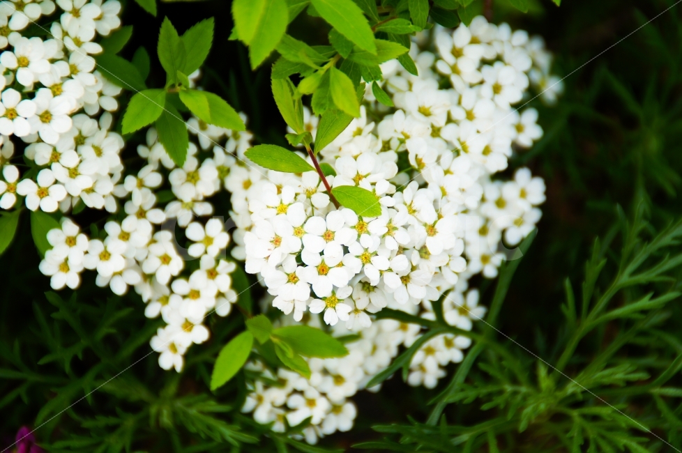 공원,꽃,봄,봄꽃,들꽃,푸름,식물,자연,plants,nature,꽃,flower