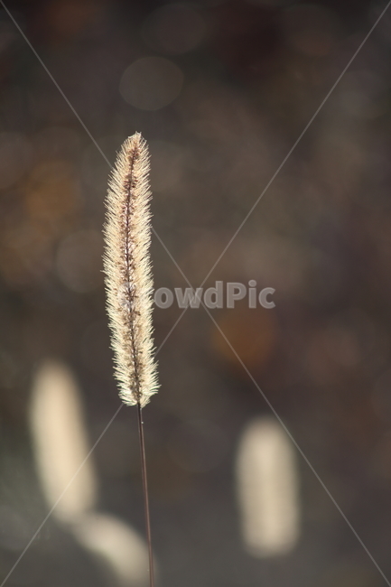 강아지풀,식물,잡초,풀,greenbristlegrass,식물,자연,plants,nature