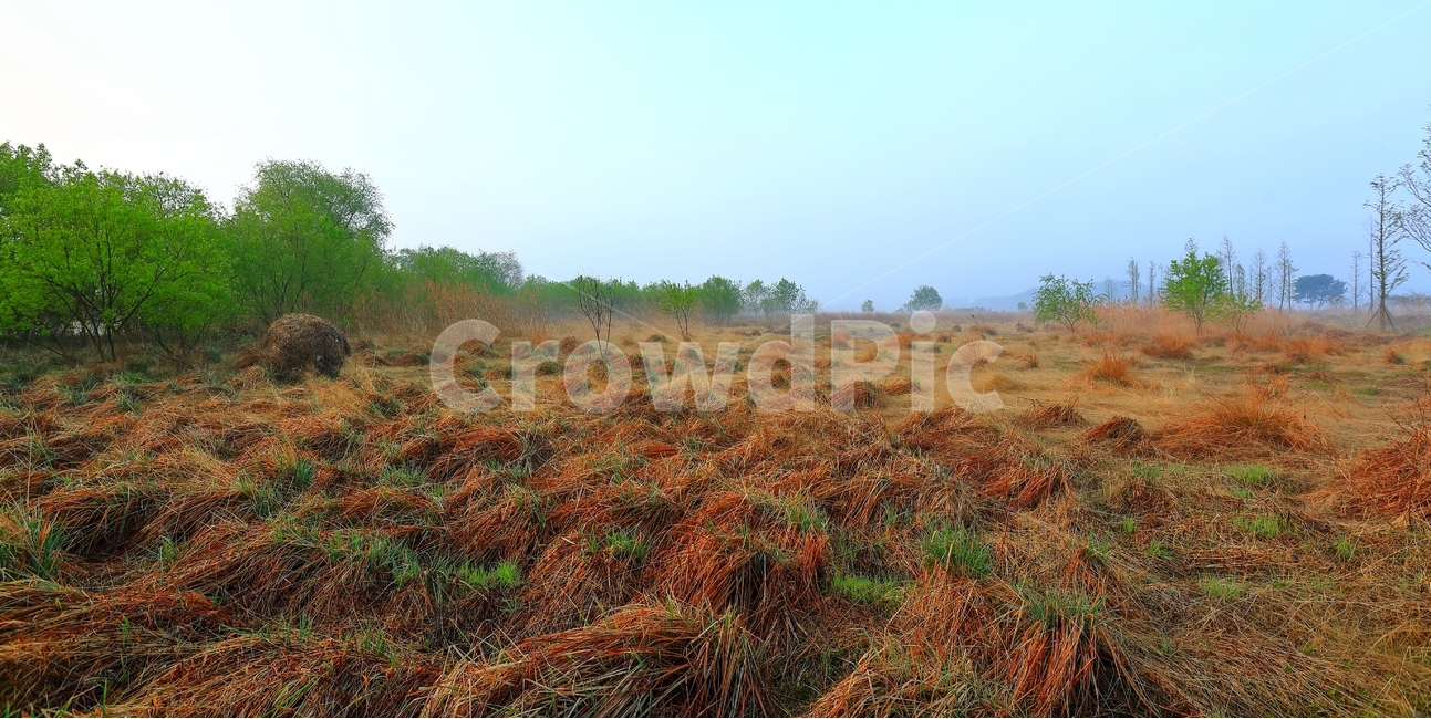 두물머리,아침,땅,습지,북한강,자연,풍경,nature,landscape,outdoors,옥외,field,들,grassland,목초지,ground,바닥,plant,식물,grass,잔디,land,savanna,대초원