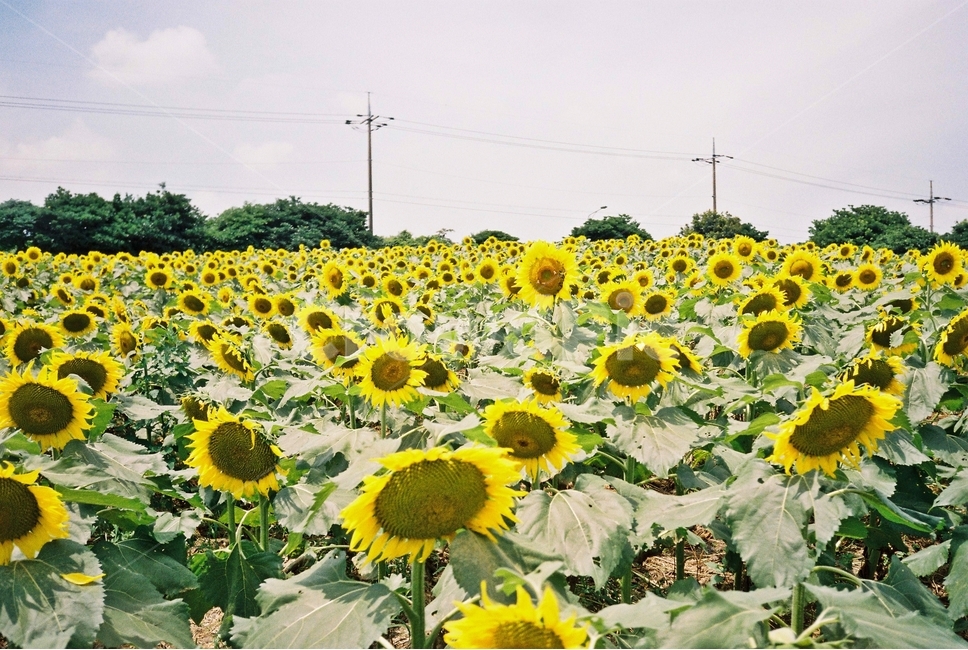해바라기,꽃,노란색,햇빛,여름,낮,태양,해바라기밭,빽빽한,식물,풍경,sunflower,flower,yellow,sunny,sun,summer,daylight,plant,landscape,filmphotography,감성,계절,season,자연,nature,plants,sensible,feeling,여름,계절,summer,season,가을,fall,autumn,자연,풍경,nature,landscape,식물,plants,꽃,flower,감성,sensible,feeling,blossom