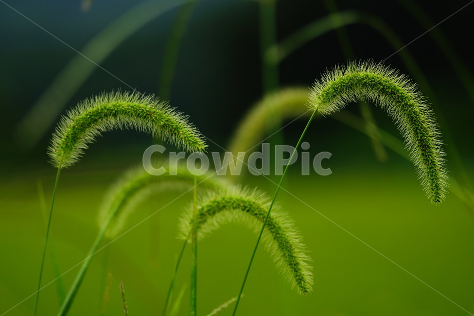 green,녹색,plant,식물,강아지풀,식물,자연,plants,nature
